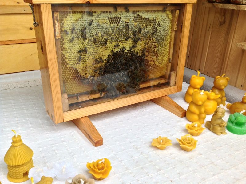 Namiot Pasieki Eko Miody - ul weselny i świece z wosku pszczelego. XXII Krakowskie Miodobranie