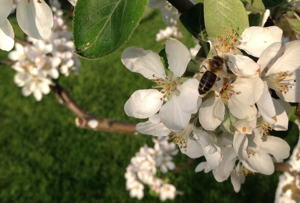 Pszczoła na jabłoni. Autorka zdjęcia: Ewa Balana