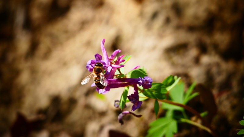 Pszczoła miodna w Wąwozie Korzeniowym obok Kazimierza Dolnego. Autorka zdjęcia: Monika Matias