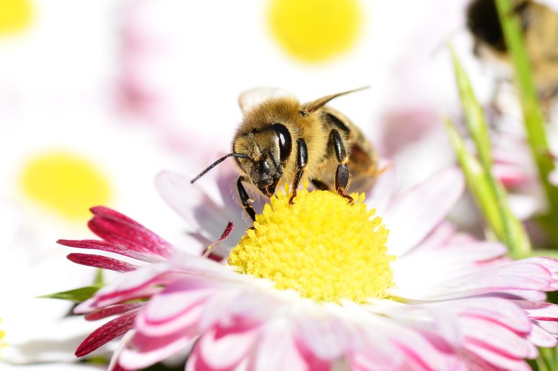 Pszczoła na kwiecie stokrotki - Pasieka u Alfreda. Autorka zdjęcia: Katarzyna Judycka