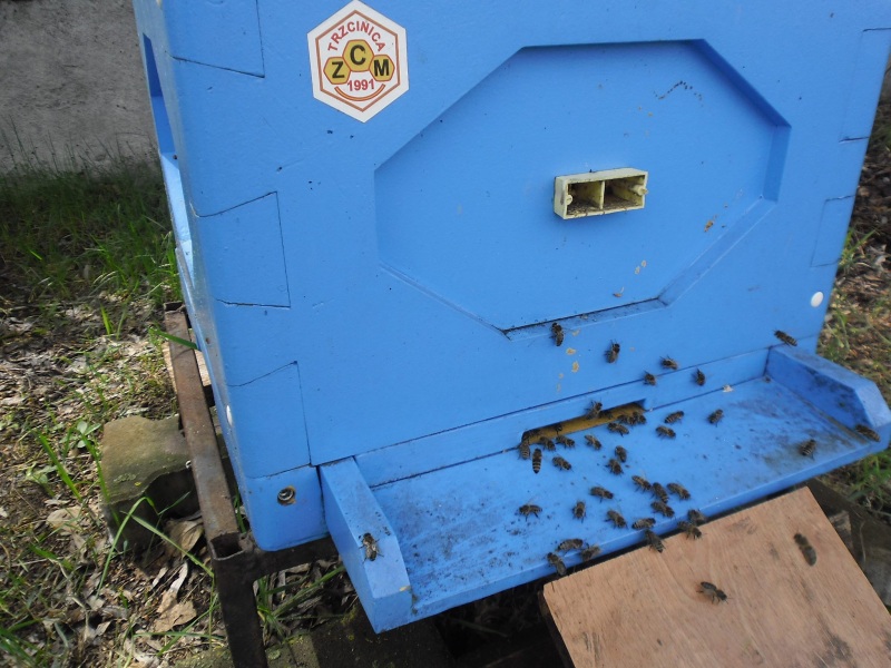 Ul styropianowy. Autor zdjęcia: Teresa Jakubowska