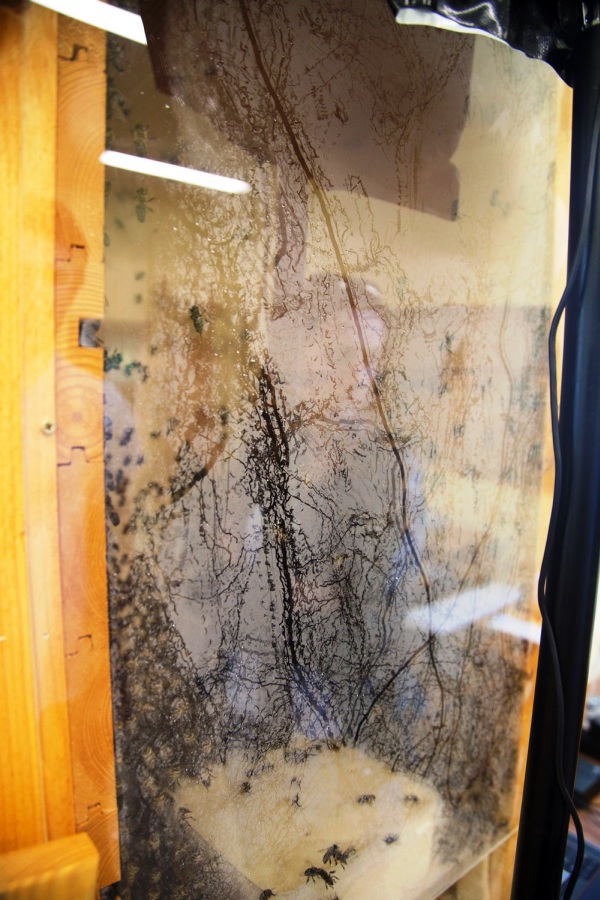 Ul w Pszczelej Woli. Źródło zdjęcia: materiały nadesłane przez panią Dominikę Karoń