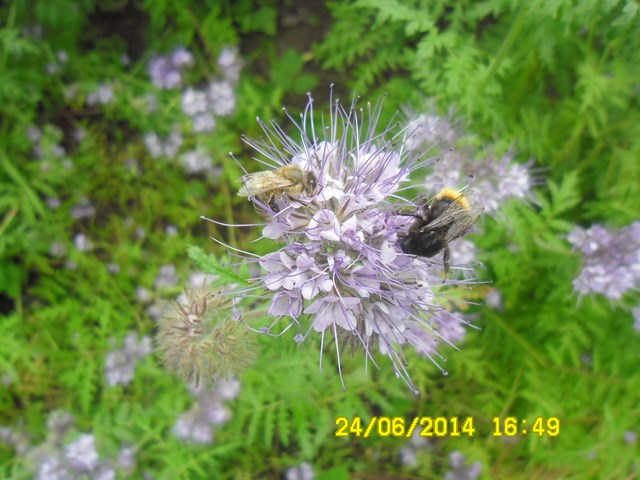 Facelia jest atrakcyjnym urozmaiceniem dla pszczołowatych w przydomowych ogrodach. Autorka zdjęcia: Danuta Parej