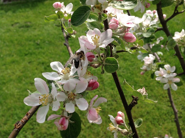 Pszczoła na jabłoni. Narama 2014. Autorka zdjęcia: Ewa Balana