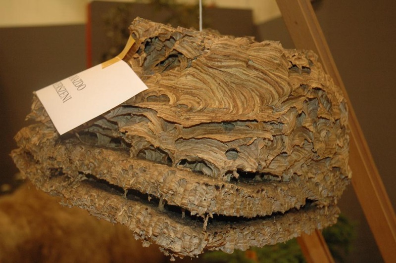 Wystawa: Pszczelarze w służbie człowiekowi