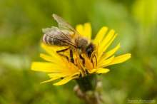 Pszczoła na mniszku lekarskim. Autor zdjęcia: Szymon Kaczmarczyk