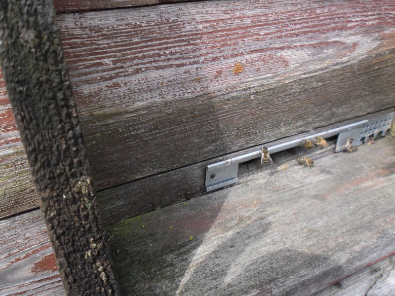 Pszczoły przy wylotku. Autor zdjęcia: Teresa Jakubowska