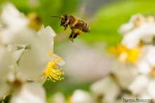 Pszczoła na dzikiej róży. Autor zdjęcia: Szymon Kaczmarczyk