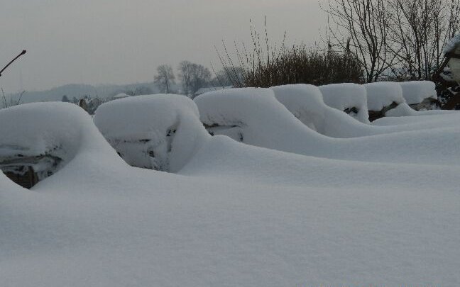 Ule w zimowej szacie. Autor: Tadeusz Kąkol