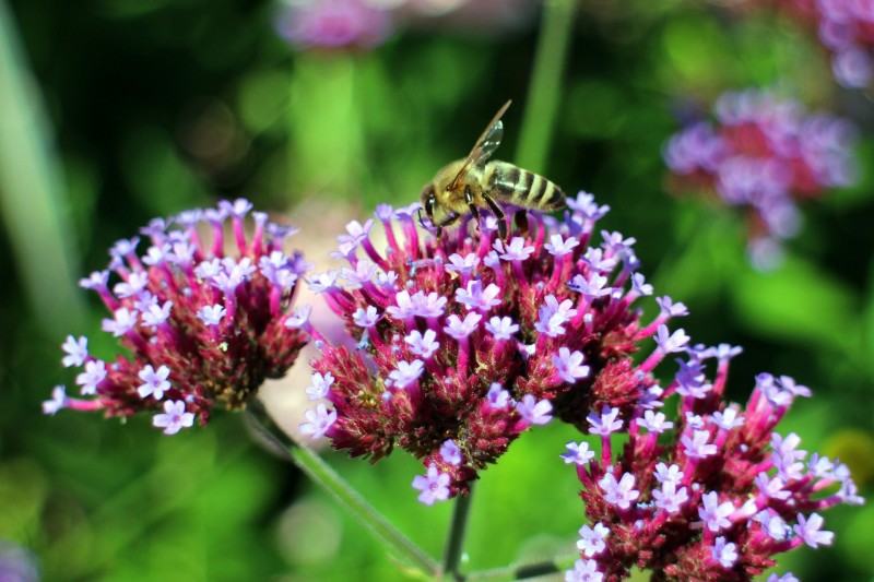 Werbena patagońska (Verbena bonariensis).