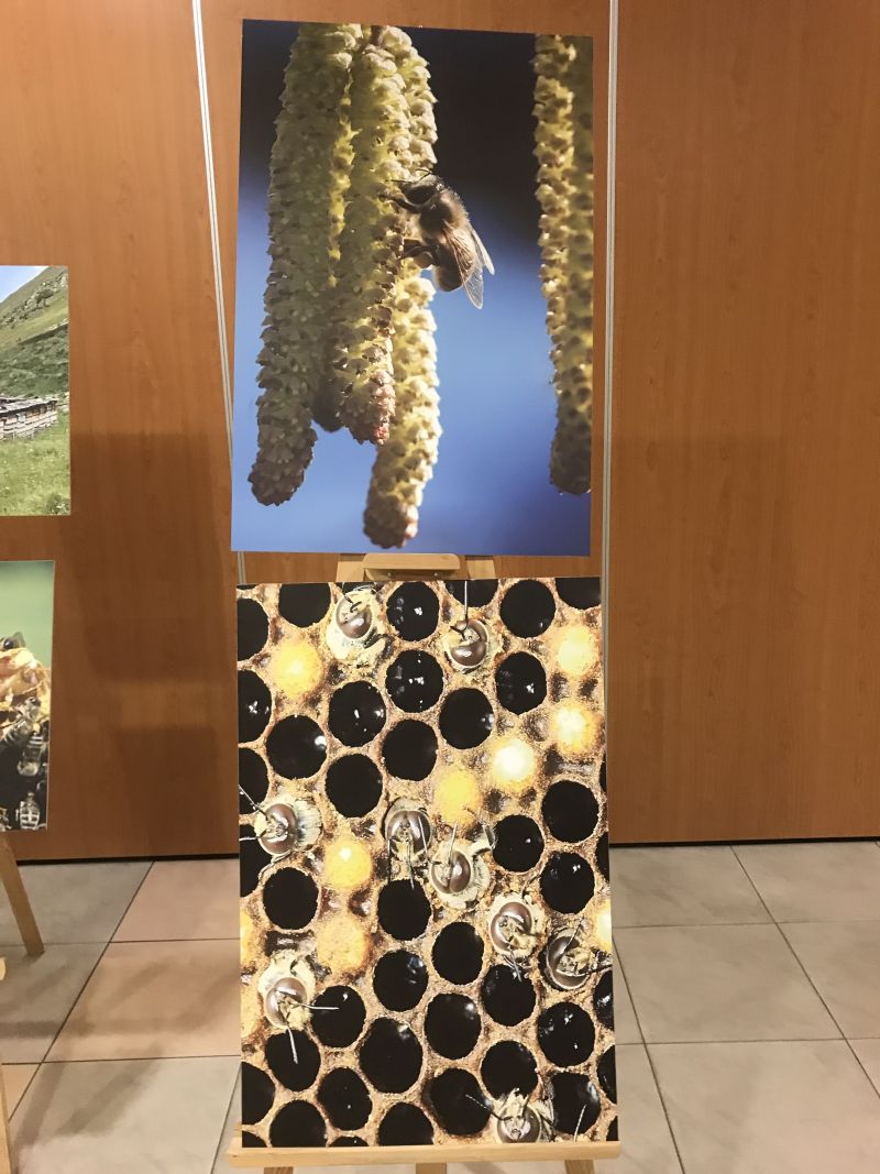 Zdjęcia Milana Motyki zaprezentowane 19 czerwca 2017 r. w Spale podczas Międzynarodowej Konferencji Bartniczej pn. Dekada Polskiego Bartnictwa. Autor zdjęć: Małgorzata Brendel