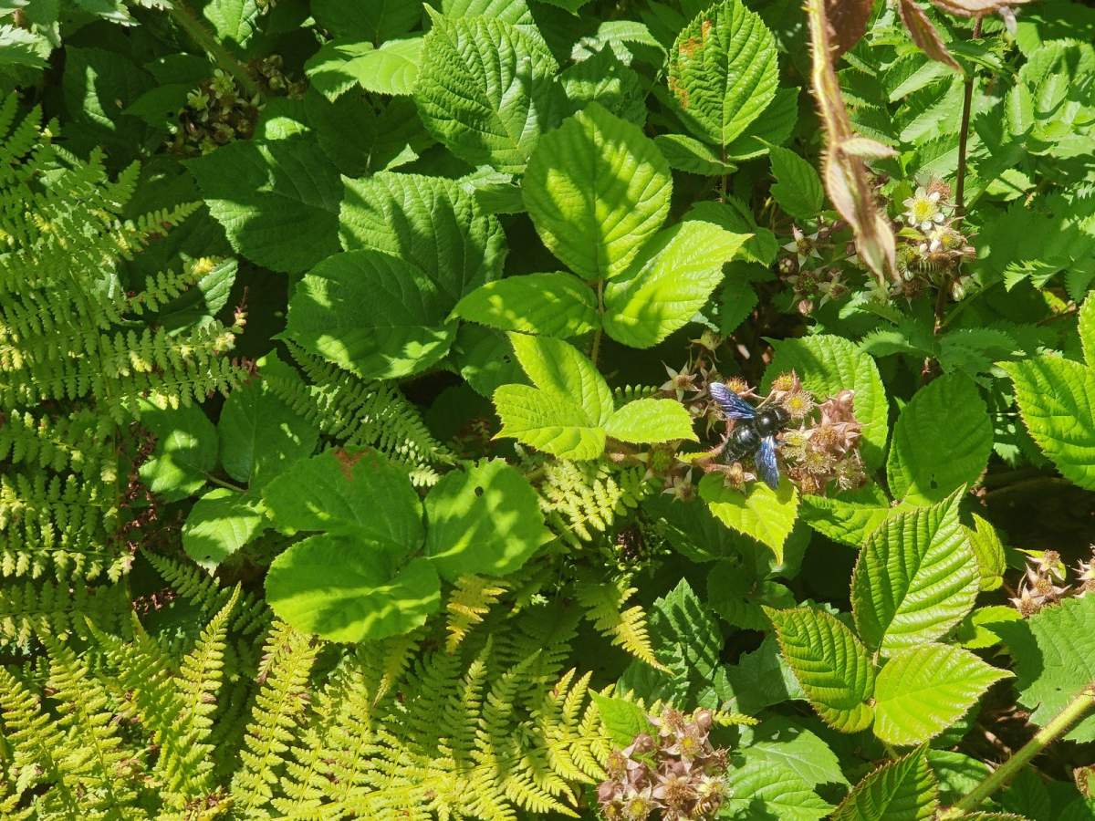 Zadrzechnia fioletowa na szlaku do Krzemieńca z Wielkiej Rawki (granica polsko-ukraińska). 2022.07.20