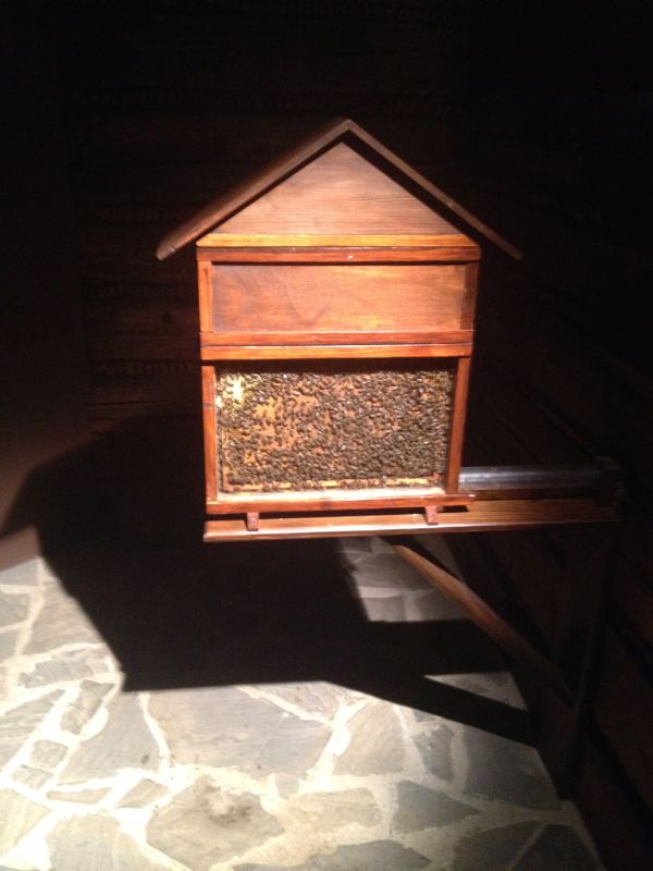 Zasiedlony ul weselny w obiekcie edukacyjnym Robotnik truteń.