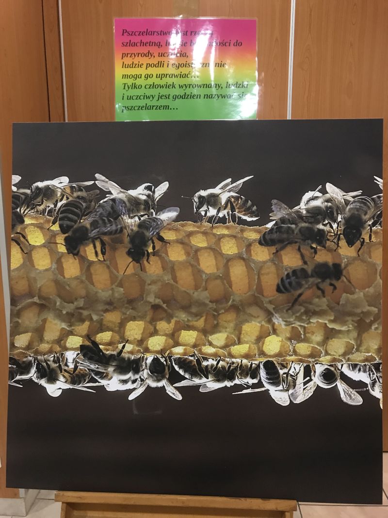 Zdjęcia Milana Motyki zaprezentowane 19 czerwca 2017 r. w Spale podczas Międzynarodowej Konferencji Bartniczej pn. Dekada Polskiego Bartnictwa. Autor zdjęć: Małgorzata Brendel