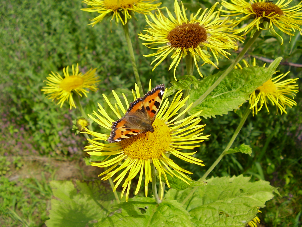 Smotrawa okazała (Telekia speciosa). Autor: Tadeusz Kąkol