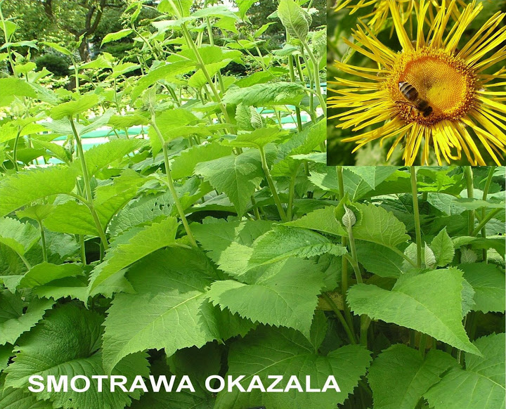 Smotrawa okazała (Telekia speciosa). Autor: Tadeusz Kąkol