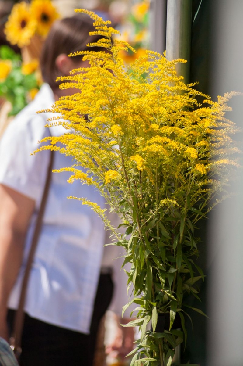 Nawłoć podczas VII Święta Miodu w Pszczynie. Autor zdjęcia: Kazimierz Wiśniowski