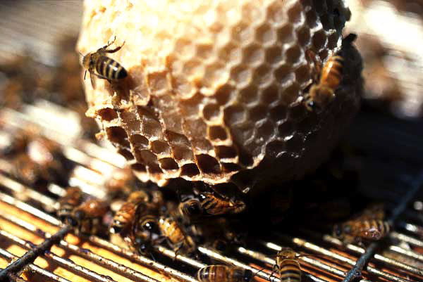 Pszczela modyfikacja piłeczki. Autorka: Aganetha Dyck. Fotografia: Peter Dyck. Źródło: www.aganethadyck.ca Artystka udzieliła nam pisemnej zgody na publikację fotografii jej prac.