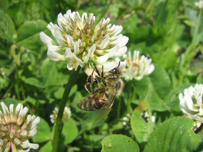 Koniczyna biała, koniczyna rozesłana (Trifolium repens L.).