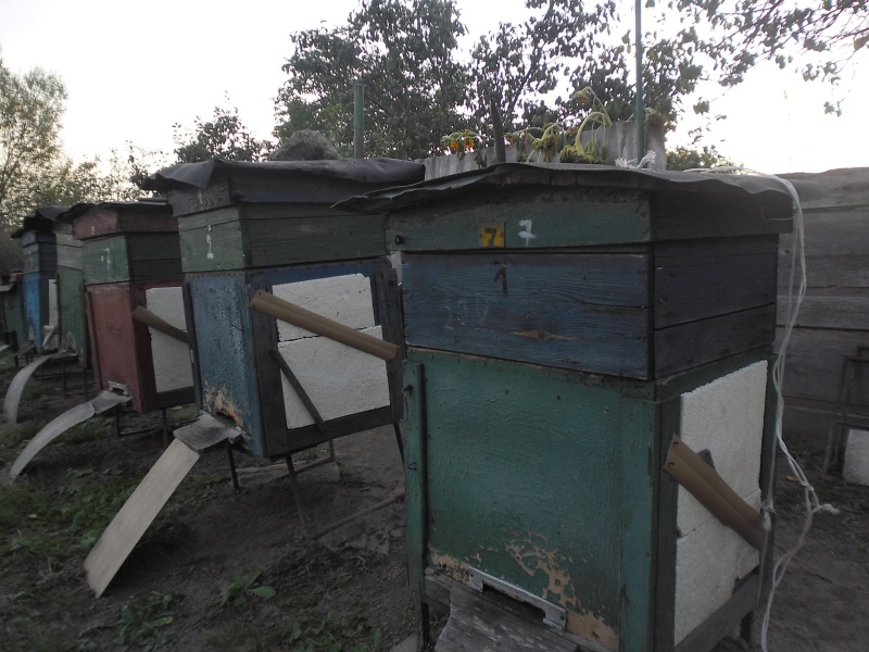 Ule. Autor zdjęcia: Teresa Jakubowska