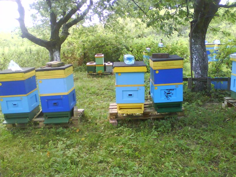 Skradzione ule w miejscowości: Gryfino (woj. zachodniopomorskie).