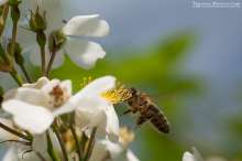 Pszczoła na dzikiej róży. Autor zdjęcia: Szymon Kaczmarczyk