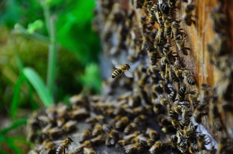 Pszczoły - Pasieka u Alfreda. Autorka zdjęcia: Katarzyna Judycka