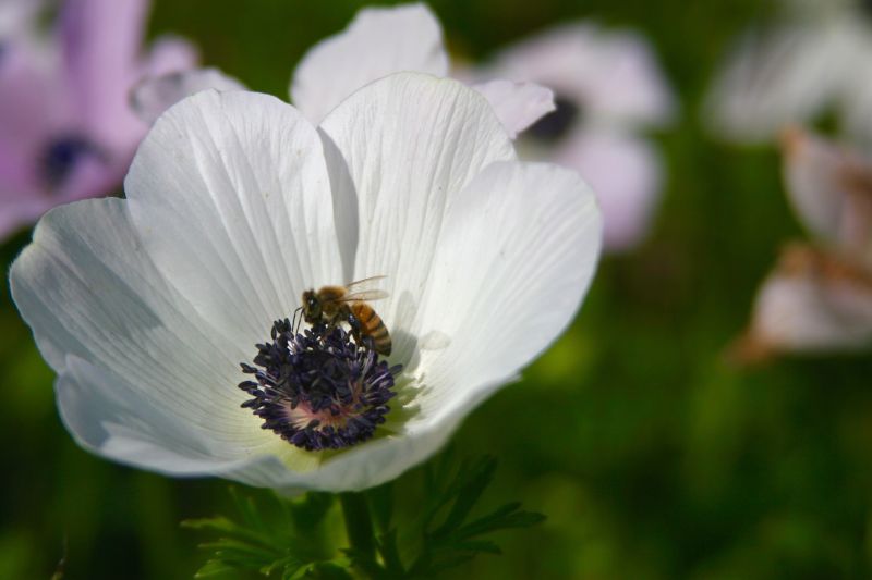 Zawilec gajowy (Anemone nemorosa L.).