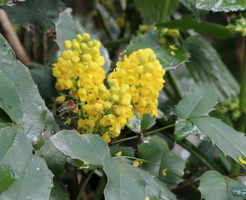 Mahonia pospolita, mahonia ostrolistna, ościał pospolity (Mahonia aquifolium (Pursh) Nutt.).