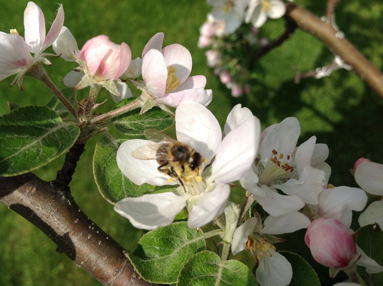 Pszczoła na jabłoni. Narama 2014. Autorka zdjęcia: Ewa Balana