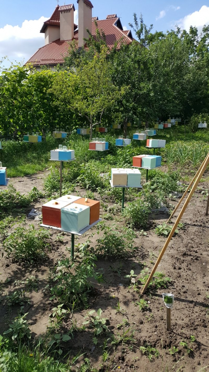 W pasiece u Romana Kuczyńskiego. Autor zdjęcia: Janusz Filip