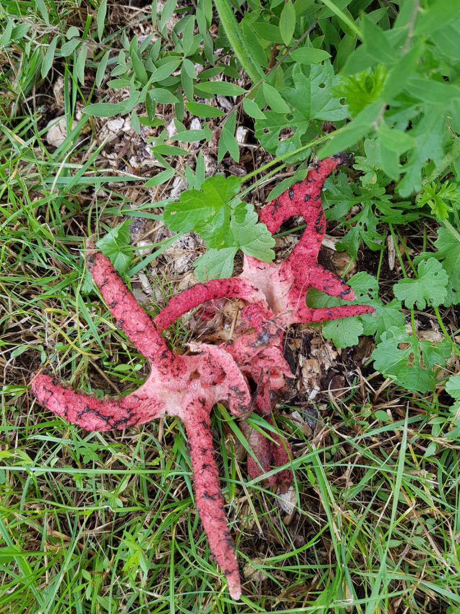 Okratek australijski. Autor zdjęcia: Tadeusz Trubaj