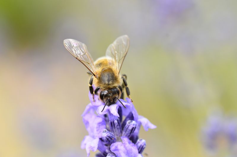 Pszczoła na kwiecie lawendy - Pasieka u Alfreda. Autorka zdjęcia: Katarzyna Judycka