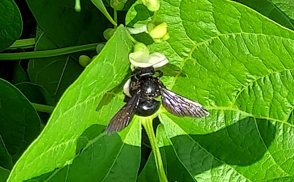 Zadrzechnia fioletowa na kwiatach fasoli karłowatej w ogrodzie pana Bronisława Pruchnickiego w Żorach.

Autor zdjęcia: Bronisław Pruchnicki