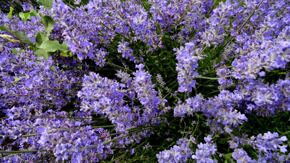 Lawenda wąskolistna (Lavandula angustifolia L.). Autor: Tadeusz Kąkol