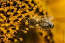 Pszczoła na słoneczniku. Autor zdjęcia: Szymon Kaczmarczyk
