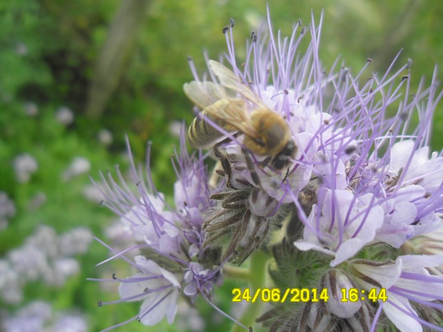 Pszczoła w poszukiwaniu nektaru na facelii. Autorka zdjęcia: Danuta Parej
