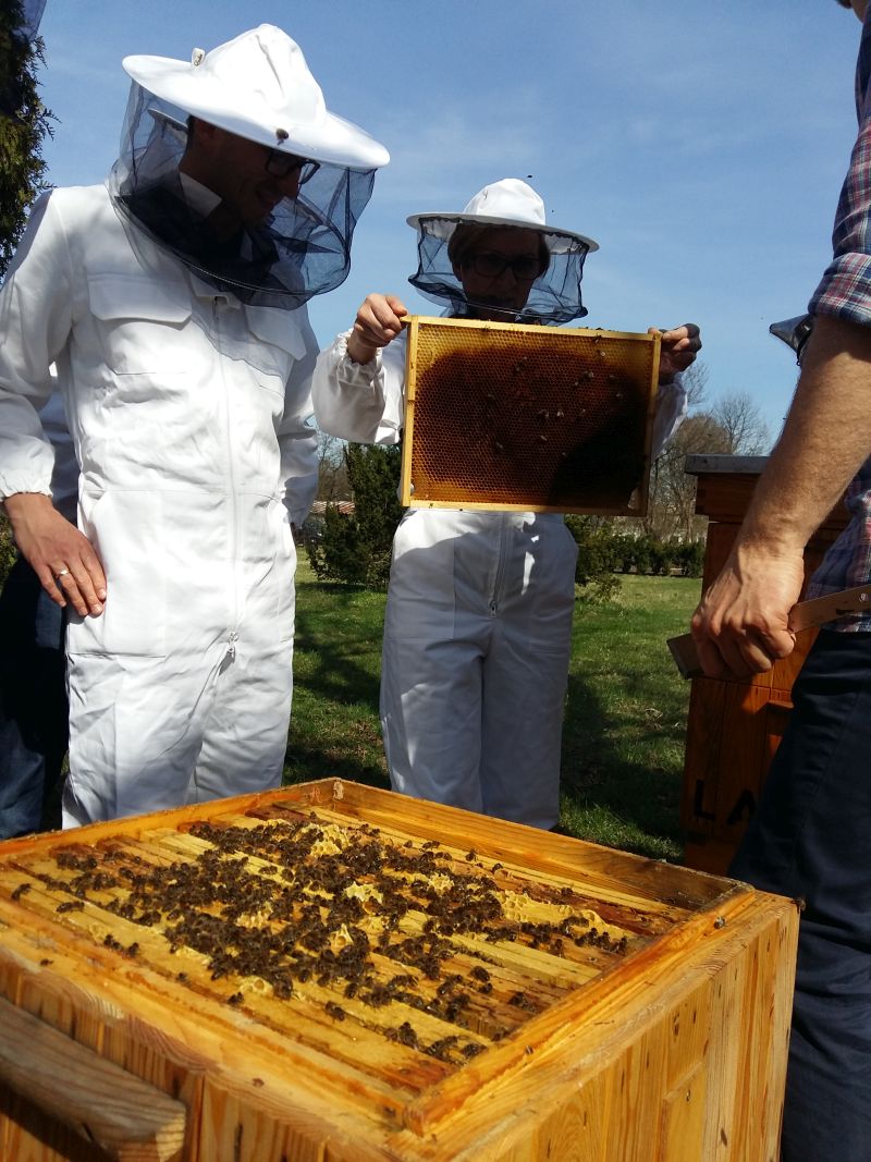 Poszukiwanie matki pszczelej podczas jednego z kursów pszczelarskich Wilanów Miodem Płynący.