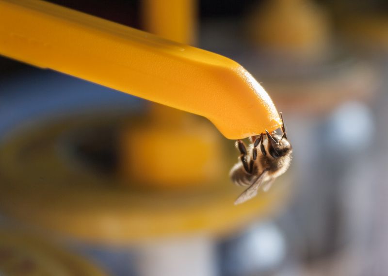 Pszczoła podczas Święta Miodu w Pszczynie. Autor zdjęcia: Kazimierz Wiśniowski