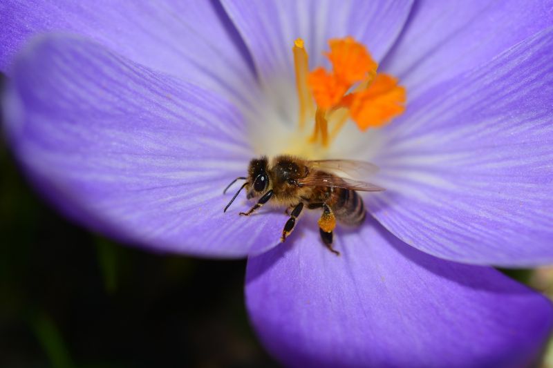 Szafran wiosenny, krokus wiosenny (Crocus vernus (L.) Hill).