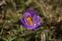 Pszczoła na krokusie. Autor zdjęcia: Szymon Kaczmarczyk