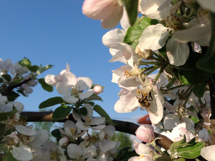 Pszczoła na jabłoni. Autorka zdjęcia: Ewa Balana