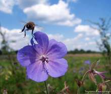 Pszczoła na bodziszku łąkowym. Autor zdjęcia: Szymon Kaczmarczyk