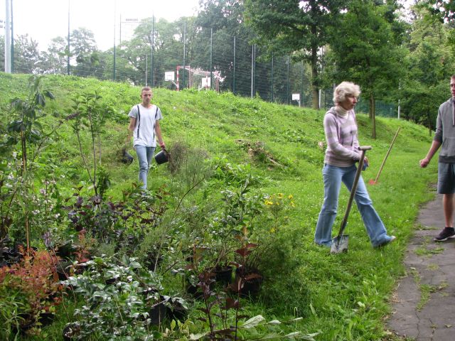 Rośliny przygotowane do nasadzeń. Autor: Marek Przybysz.