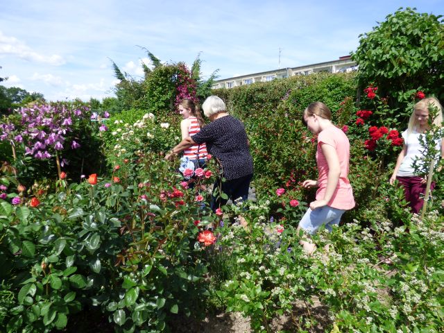 Pani Krystyna z dumą prezentuje swój piękny ogród. Źródło zdjęcia: materiały przez p. Agnieszkę Gałwa.