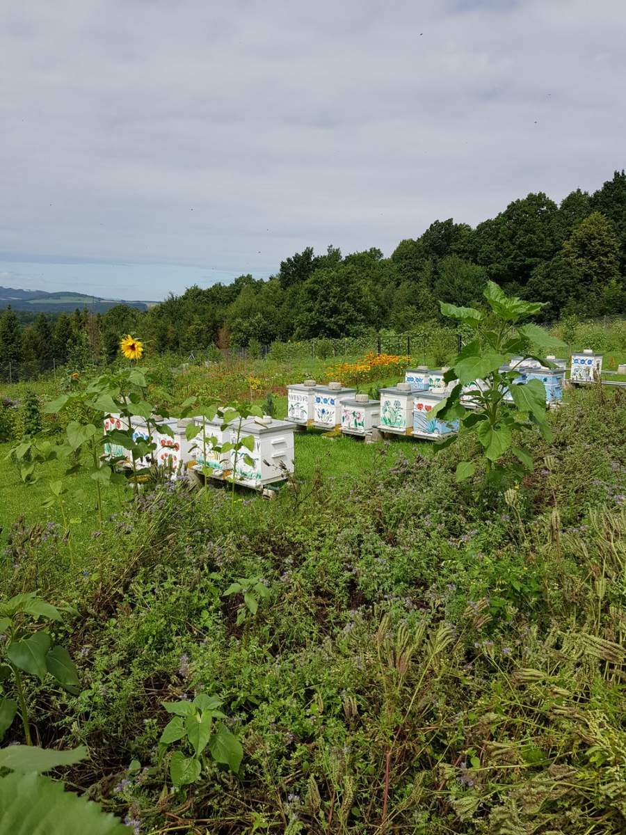 Pasieka Pana Tadeusza Trubaja w Głuchołazach. Autor: Tadeusz Trubaj