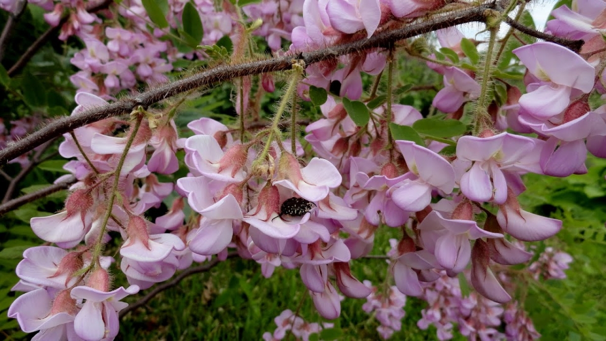 Robinia włochata (Robinia hispida). Autor: Tadeusz Kąkol