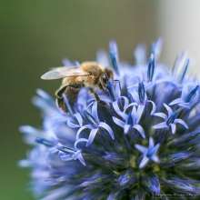 Pszczoła na oście ozdobnym. Autor zdjęcia: Szymon Kaczmarczyk