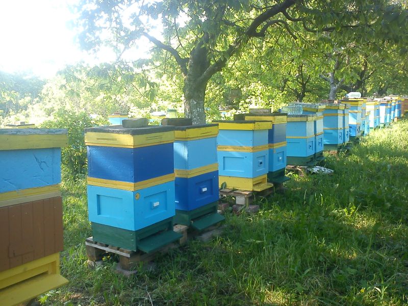 Skradzione ule w miejscowości: Gryfino (woj. zachodniopomorskie).