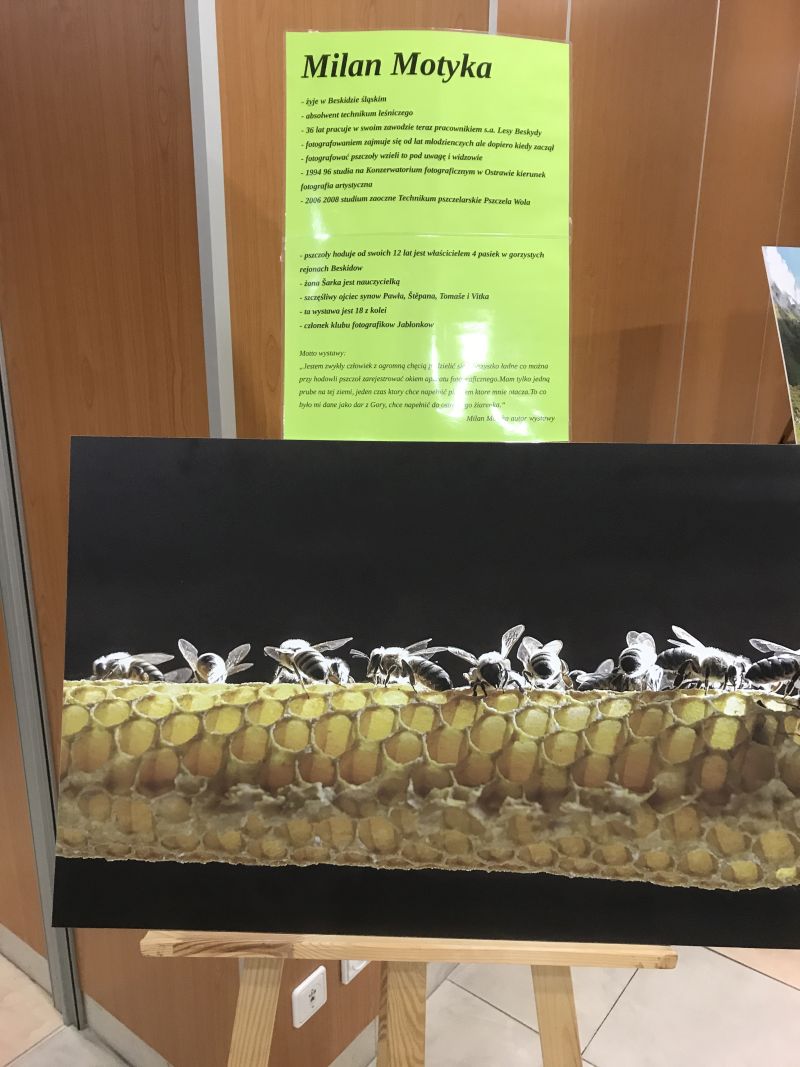 Zdjęcia Milana Motyki zaprezentowane 19 czerwca 2017 r. w Spale podczas Międzynarodowej Konferencji Bartniczej pn. Dekada Polskiego Bartnictwa. Autor zdjęć: Małgorzata Brendel